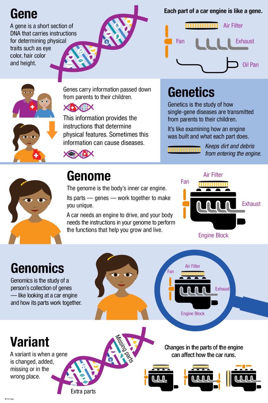 Gene, Genetics, Genome, Genomics and Variant infographic