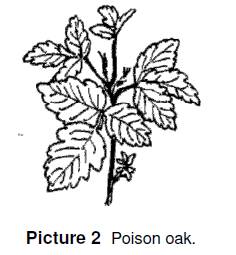 poison oak has three leaves with textured edges