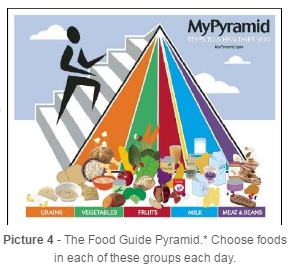 The Food Guide Pyramid