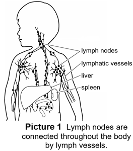 The lymphatic system inside the body