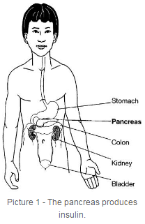 The pancreas produces insulin