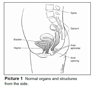 Normal organs and structures from the side.