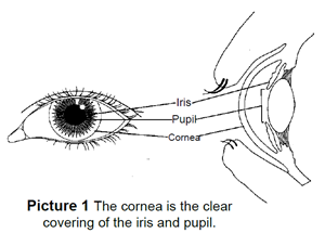 the cornea is the clear covering of the pupil and iris