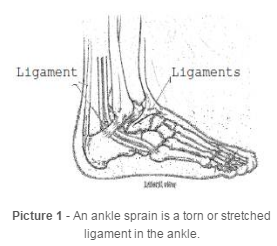 ankle anatomy 