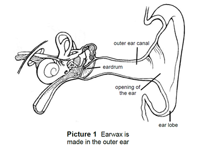 The Outer Ear