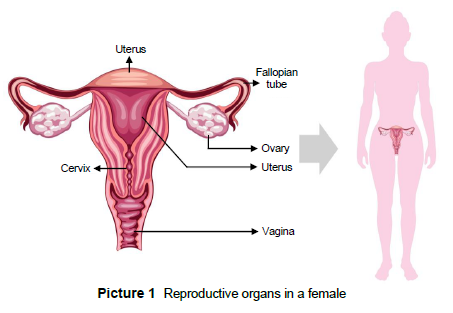 reproductive organs in the lower abdomen