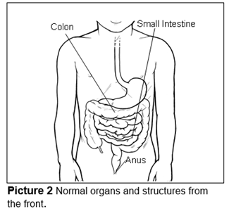 Normal organs and structures from the front.