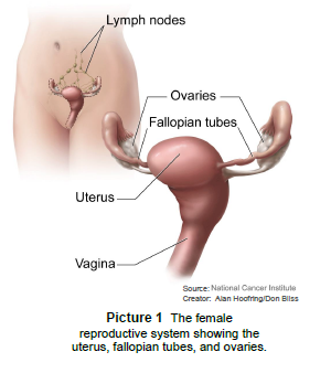 The female reproductive system showing the uterus, fallopian tubes, and ovaries.
