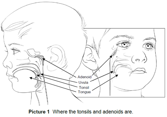 Tonsils and adenoids in the body.