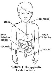 The appendix inside the body