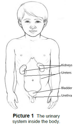 Urinary System