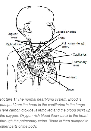 diagram of normal heart-lung system