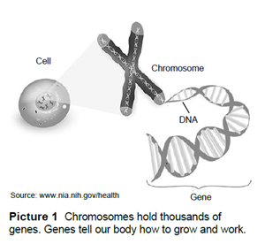 Chromosomes
