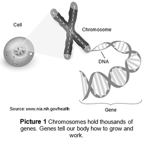 Chromosomes hold thousands of genes. Genes tell our body how to grow and work.