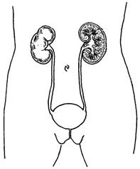 diagram of urinary track