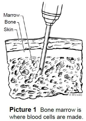 Blood under a microscope