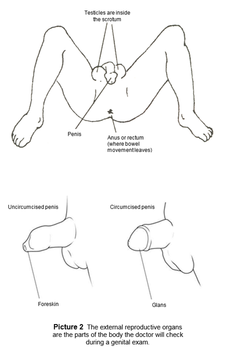 Male Genitals