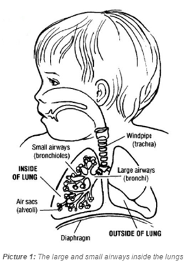 diagram of large and small airways in lungs