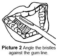 angle bristles against gum line