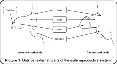 Line drawn image of a penis with reproductive organs labeled.