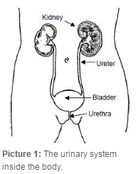 the urinary system inside the body