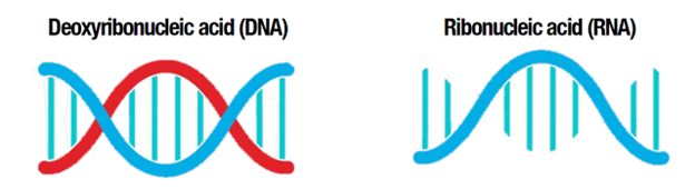 IGM Clinical Lab Graphic