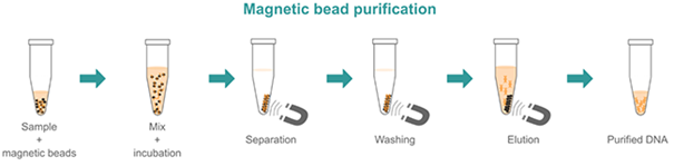 IGM Clinical Lab Graphic
