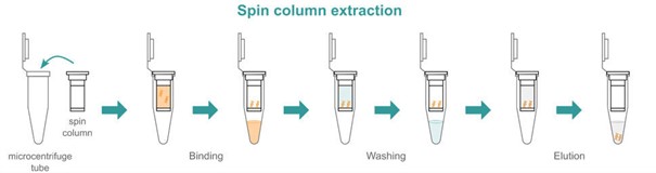 IGM Clinical Lab Graphic