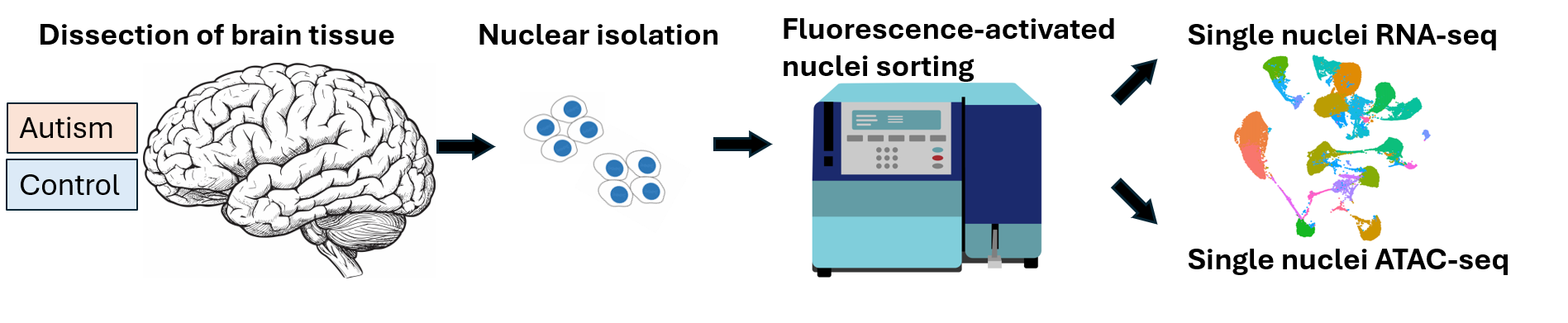 Diagram showing the experimental workflow. Postmortem brain tissue from individuals with autism and control subjects is used to isolate nuclei. These nuclei are processed through fluorescence-activated nuclei sorting. The sorted nuclei are then analyzed with single-cell transcriptomics, visualized as a UMAP plot with clusters in different colors.