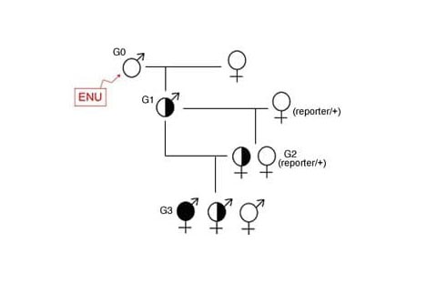 ENU Mutagenesis: a Forward Genetic Approach to understanding Cortical and Craniofacial Development