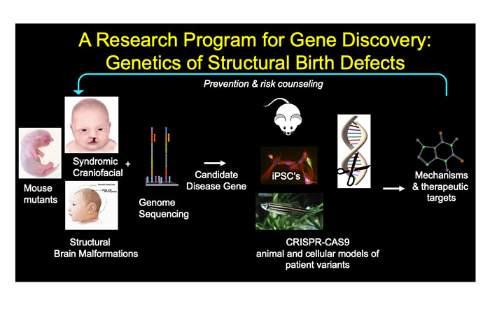 Stottmann Lab Current Projects
