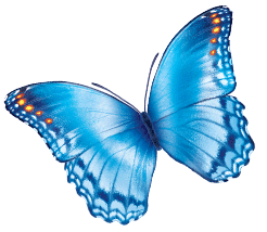 large light blue butterfly